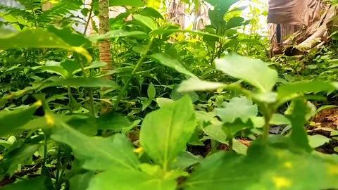 Green plants Stock Footage 296619186