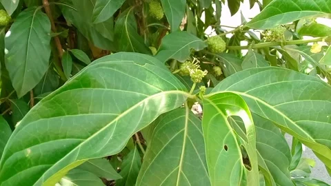Green Plants Stock Footage 300337791