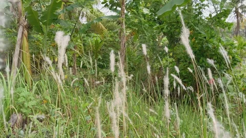 Green plants Stock Footage 302856005