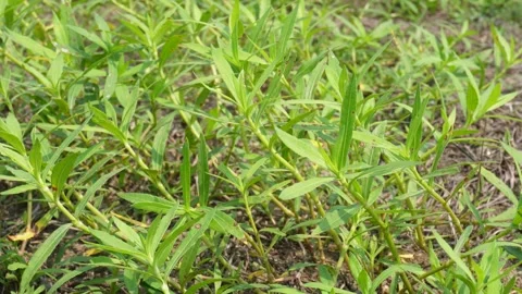 Green Plants Stock-Footage 334002593
