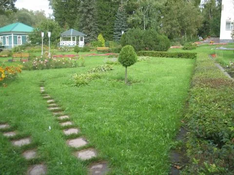 Green  plants, forest and path Stock Photos