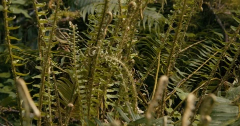 Green plants in the forest Stock Footage 97613728