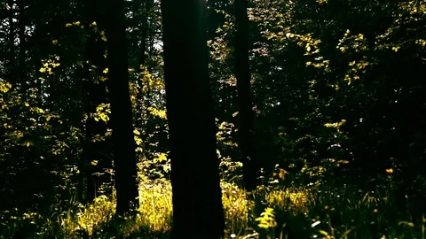 Green plants in the forest before sunset Stock Footage 108060857