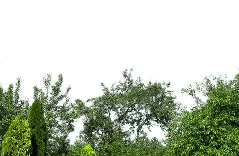Green plants form border edge against white background. Natural vegetation 스톡 사진