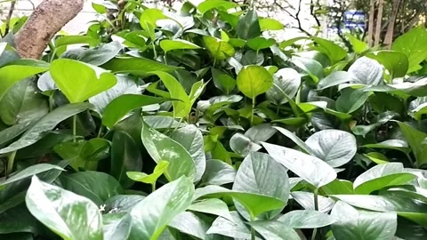Green plants in front of the house, which are beautiful and cool in the morning Stock Footage 218644642