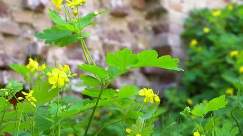 Green plants at front of old brick wall. Stock Footage 75835437