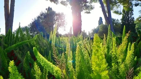Green plants in the garden. Camera movement. Video stock 258330746