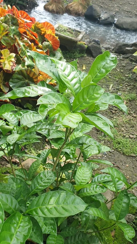 Green plants for garden decoration Video stock 310831750