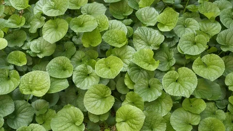 Green plants garden Stock Footage 127176973