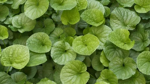 Green plants garden Stock Footage 127177682