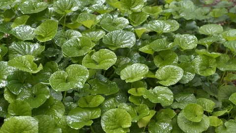 Green plants garden Stock Footage 127180109