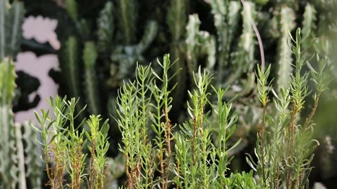 Green plants in the garden Stock Footage 310079919