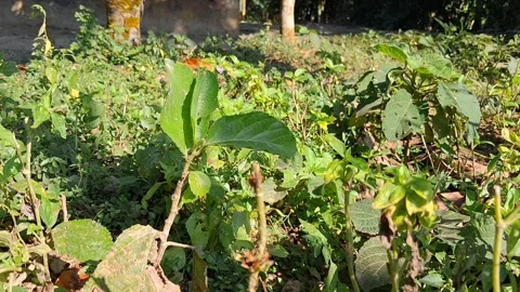 Green Plants in Garden Vídeo Stock 331658551