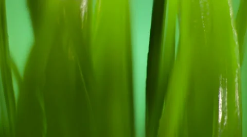 Green plants grass closeup for background Stock Footage 62019362