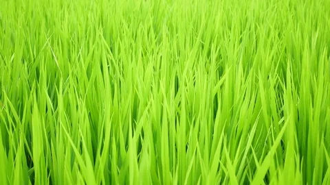 Green plants grass closeup for background Stock Footage 73842992