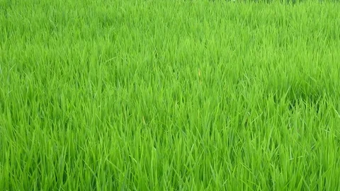 Green plants grass closeup for background Stock Footage 73848199