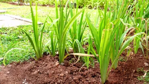 Green plants on ground soil Stock Footage 274482682
