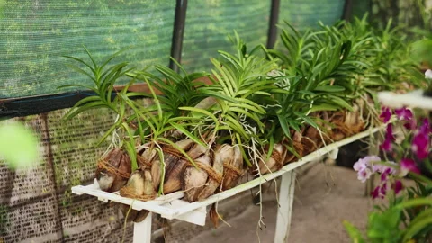 Green plants grow in coconut Stock Footage 242353798