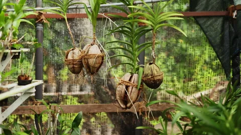Green plants grow in coconut Stock Footage 242353922