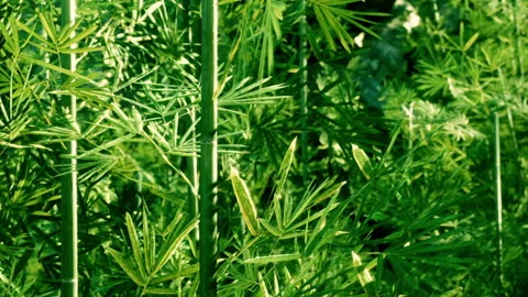 Green plants grow in a natural setting under bright sunlight in the day Stock Footage 342820234