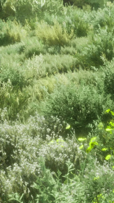 Green plants grow in spiral patterns in a garden during daytime hours Stock Footage 334200409