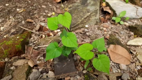 Green plants growing between the rocks Stock Footage 219442586