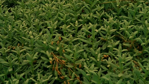 Green plants growing outdoors Stock Footage 234872504