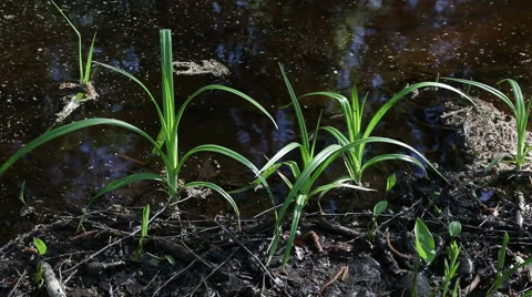 Green plants growing on riverside Stock Footage 42474266