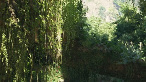 Green plants growing on a rock wall in a forest area during daytime Stock Footage 344150694