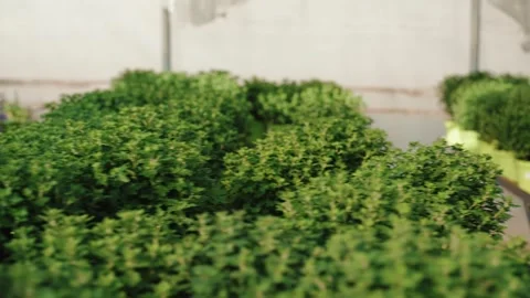 Green plants growing on rows inside greenhouse Video stock 317812740