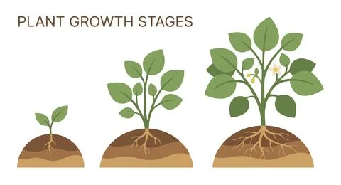 Green plants growing step by step in soil layers representing plant develop.. Stock Illustration
