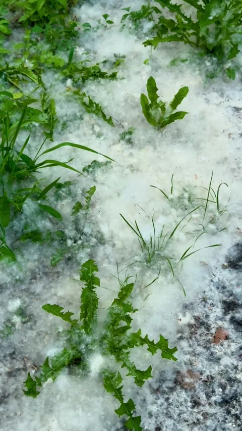 Green plants growing through thick layer of poplar fluff resembling snow Video stock 318083945