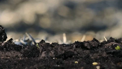 Green plants growing time lapse. New sprouts coming through the earth. Stock Footage 99156970