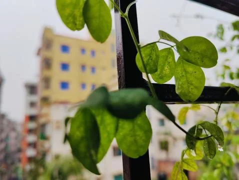 Green plants growing on a window frame overlooking urban buildings Fotos de archivo