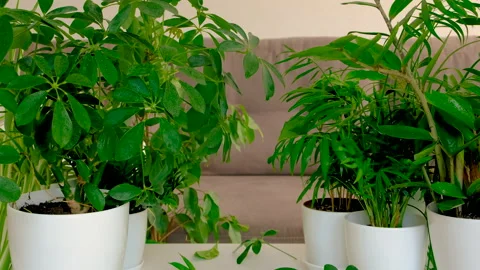 Green plants at home on the table. Selective focus. Stock Footage 238425760