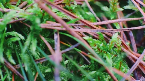 Green plants intertwining with dry branches on forest floor daytime Video stock 342709834