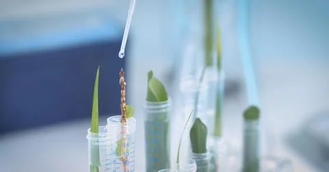 Green plants in laboratory tubes, emphasizing research and innovation in plant Stock Photos