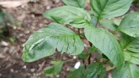 Green Plants Leaves Stock Footage 327613701