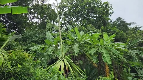 Green plants. Many growing exotic plants of Thailand 스톡 동영상 251447553