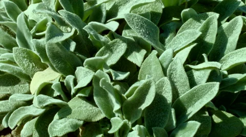 Green plants on the meadow Vidéo 54215331
