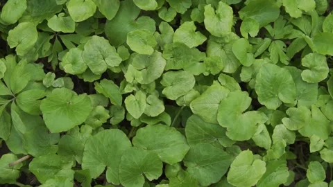 Green plants move smoothly in the wind. Slow motion shooting of plants Stock Footage 153043318