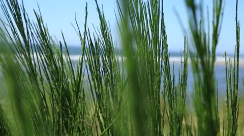 Green plants moved under wind, ocean on background Stock Footage 52456776