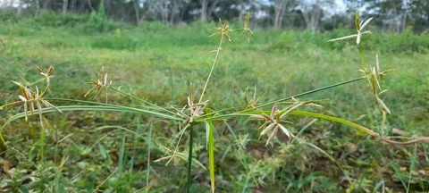 Green plants moving in the wind 動画素材 208077665