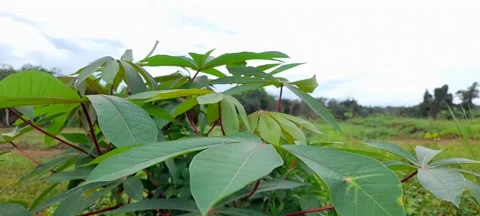 Green plants moving in the wind 動画素材 208077697