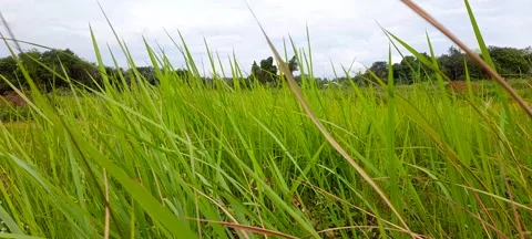 Green plants moving in the wind 動画素材 208077861