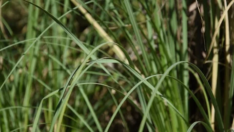Green plants moving in the wind in HD. 動画素材 125496596