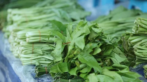 Green plants in the mraket Stock Footage 126073353