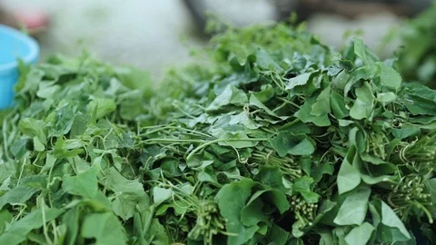 Green plants in the mraket Stock Footage 126073448