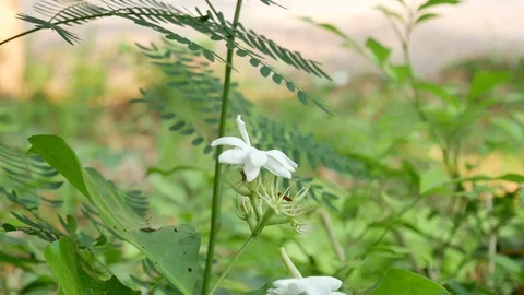 Green plants in nature. Stock Footage 106218970