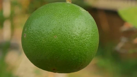 Green plants in nature. Stock Footage 106219244